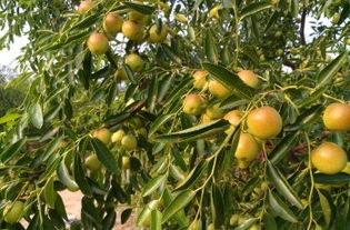 黃驊三娘冬棗采摘園全攻略 門(mén)票、地址、游玩指南及圖片分享