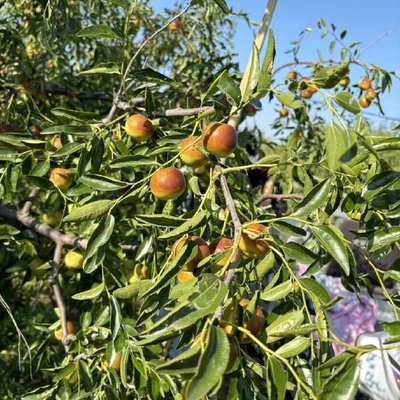 黃驊冬棗 個(gè)大皮薄，脆甜沁心的北方珍果